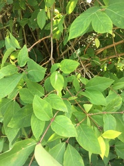 Another plant ID