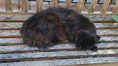 What's your DCat up to today? Episode 6, Return of the... Cats?