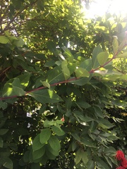 Another plant ID