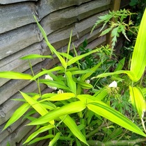 Can anyone identify these plants?