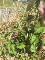 Plant Identification