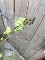 Anyone able to help with issues with a Cherry Blossom Tree?