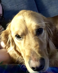 Calling all Golden Retriever owners....