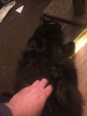 Apparently it's 'hug your cat day'