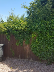 Is this the tenants responsibility?