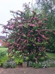 Tree ID
