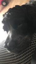 AIBU to think nobody has a dog as good as mine?!