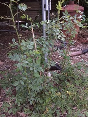 Anyone know what this is?