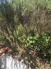 Lavender help..can this be saved?