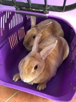 Week 4 - Low Carb Bootcamp - where we're KOKOing!