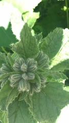 To have no idea what this is?