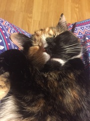Show me your torties
