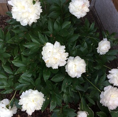 Show off your peonies!