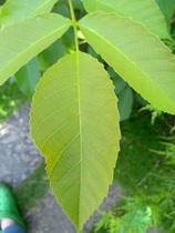 What is this plant please?