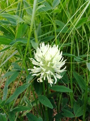 About to admit defeat with this plant ID...