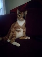 New Rescue Kitty (Pics) - Utterly in Love