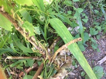 Sorry another plant ID one,,,