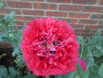 What's blooming in your garden at the moment?