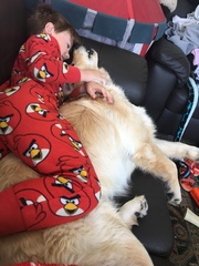 Calling all Golden Retriever owners....