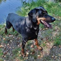 To really want a Doberman?