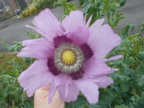 What's blooming in your garden at the moment?