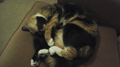 Show me your torties