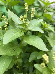 Plant ID.... pigweed and St. John’s Wort?