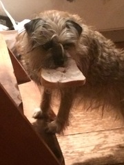 AIBU to think nobody has a dog as good as mine?!