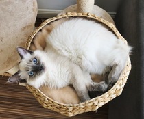Rag doll fan thread!