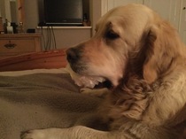 Calling all Golden Retriever owners....