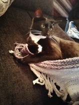 New Rescue Kitty (Pics) - Utterly in Love