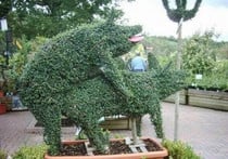 People keep having sex in my hedge...