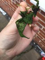 Anyone able to help with issues with a Cherry Blossom Tree?