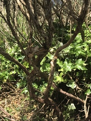 Lavender help..can this be saved?