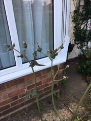 Urgent help!! What is this plant? Is it weed?