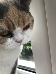Worried about cat’s eye