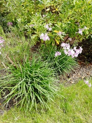 Is this anise hyssop or something else?