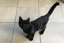 Possible new black "kitten". Squeeee!