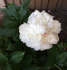 Show off your peonies!