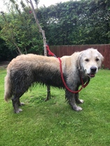 Calling all Golden Retriever owners....