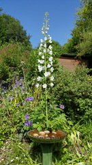 What's blooming in your garden at the moment?