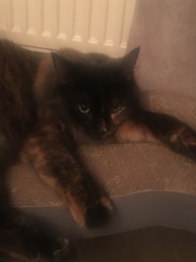 What's your DCat up to today? Episode 6, Return of the... Cats?
