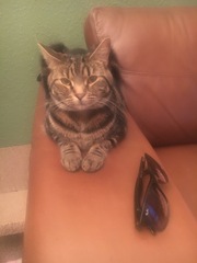 What's your DCat up to today? Episode 6, Return of the... Cats?
