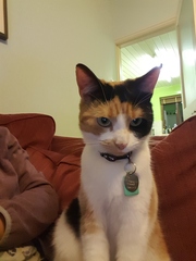Show me your torties