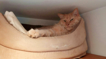 Tell me about your Maine Coons!
