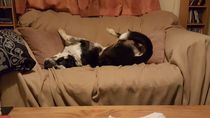 AIBU to think nobody has a dog as good as mine?!