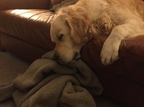 Calling all Golden Retriever owners....
