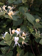 Does anyone know the name...