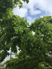 Help me identify this tree?
