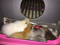 Photos of your chooks and runs please?